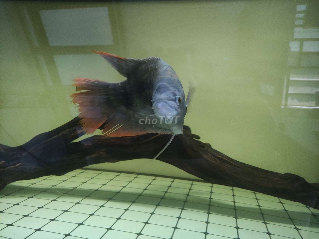 Hồng kì phát tài size lớn