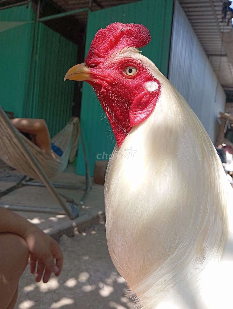 3k1 khô long có clip xổ ae vào xem,. Mua bán Gà tại Huyện Lai Vung Đồng Tháp được đăng bởi nhật thiên hình 1