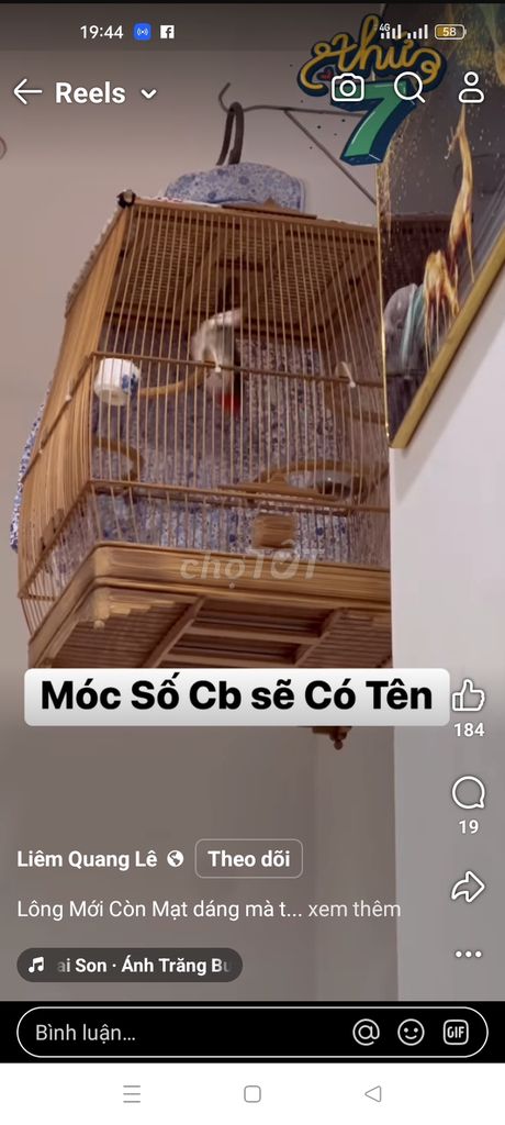 Chim chào mào cf