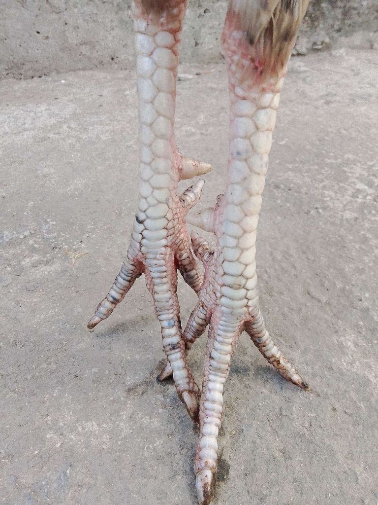 Gà tơ U Minh 2.4 kg. Mua bán Gà tại Huyện U Minh Cà Mau được đăng bởi ut  hình 1