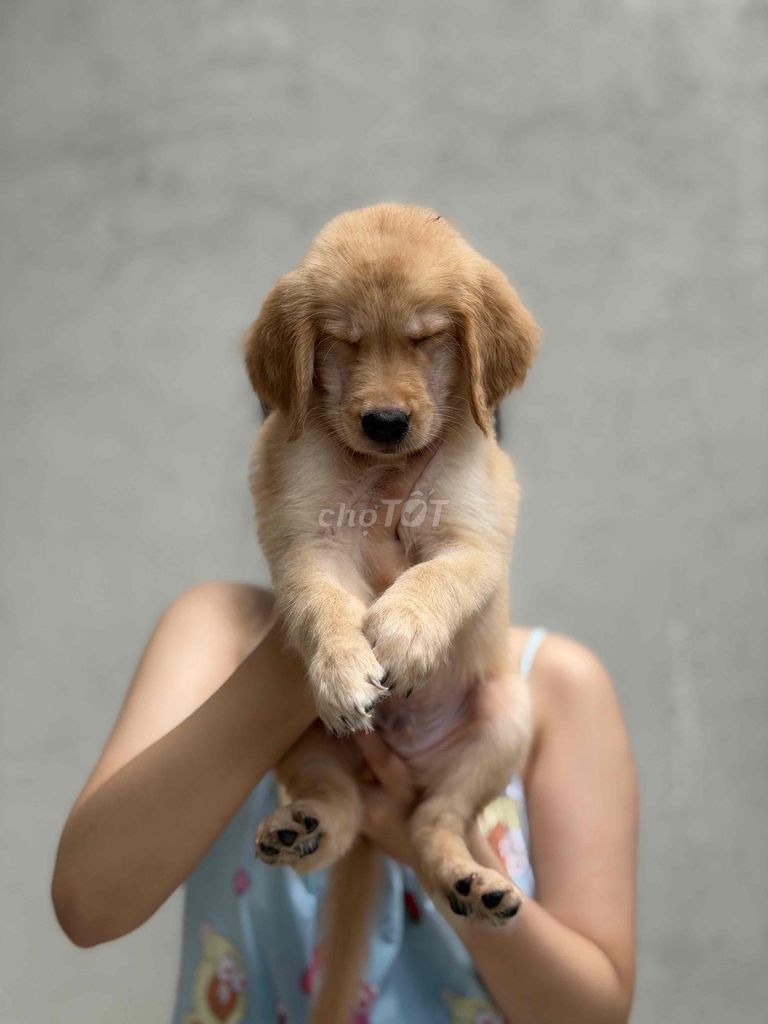 Chó Golden Retriever đực cái 2 tháng đã tiêm. Mua bán Chó tại Thành phố Biên Hòa Đồng Nai được đăng bởi MaiLinh Vũ hình 1