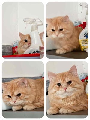 Mèo ALN Red Tappy Đực 1.5 tuổi