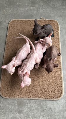 04 bé mèo Sphynx chân dài, ngắn, đen, trắng có đủ