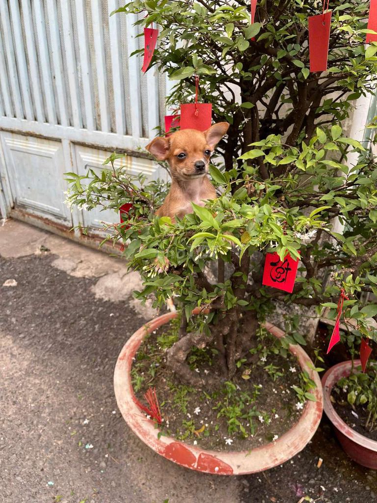 Chihuahua  x phóc nặng 300gam