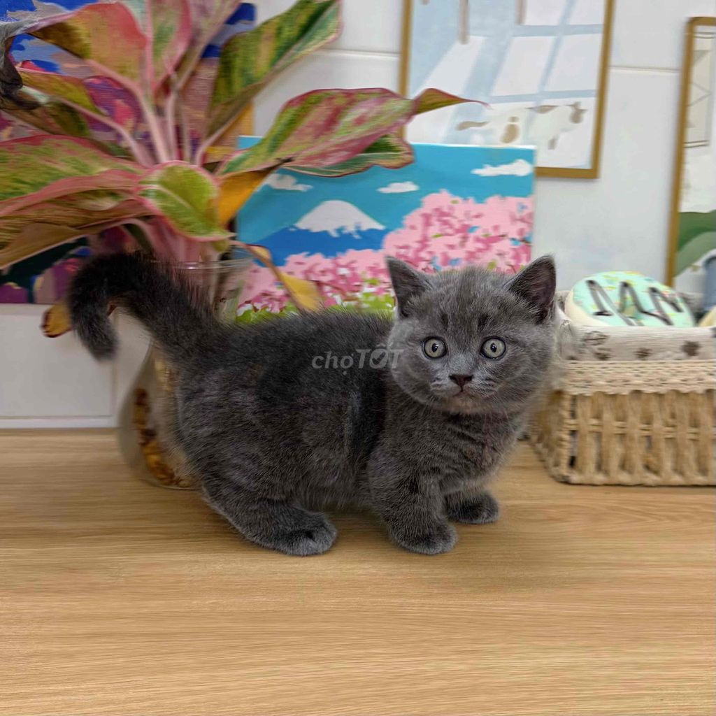 Mèo Anh lông ngắn Xám. Mua bán Mèo tại Quận 4 Tp Hồ Chí Minh được đăng bởi GaDu Cat hình 1