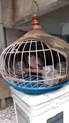 Lý bộ chim như hình chim việt trống. Mua bán Chim tại Quận 10 Tp Hồ Chí Minh được đăng bởi Phuoc Trần