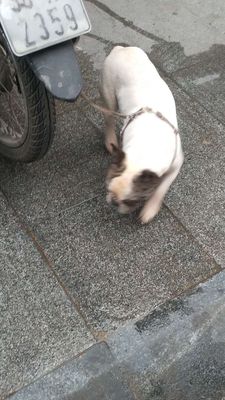 Chó Bull Pháp cái trên 1 tuổi