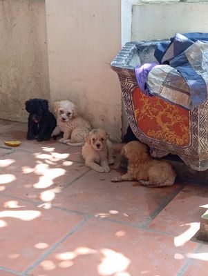 Chó Poodle lai Chó Phốc. Mua bán Chó tại Huyện Gia Lâm Hà Nội được đăng bởi Nguyễn Hải Anh