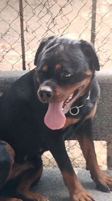 Chó Rotweler