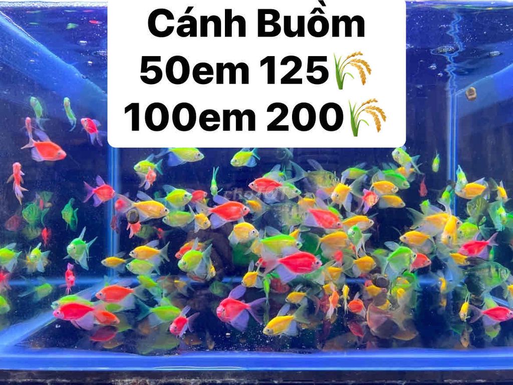 cánh buồm 50 con 125k. 100 con 200k