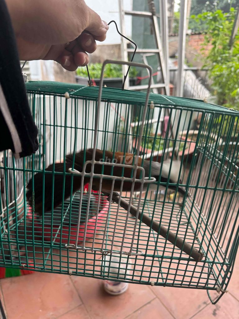 chim bồ chao. Mua bán Chim tại Quận Tân Phú Tp Hồ Chí Minh được đăng bởi Triều hình 1