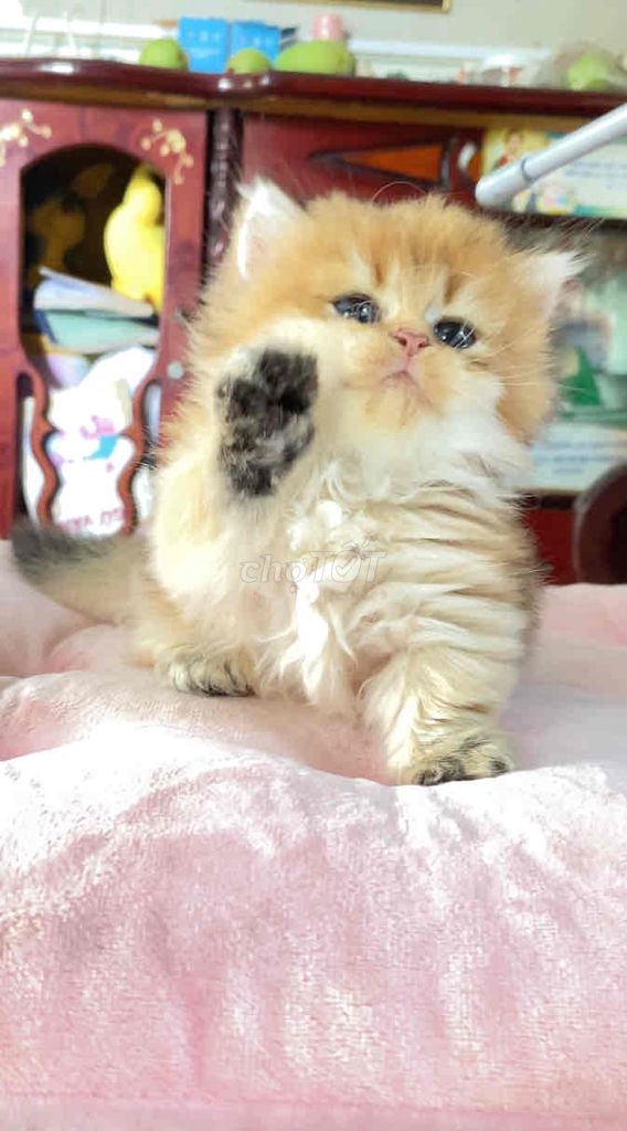 Mèo Munchkin Golden Longhair. Mua bán Mèo tại Huyện Châu Đức Bà Rịa - Vũng Tàu được đăng bởi Thùy Dương hình 1