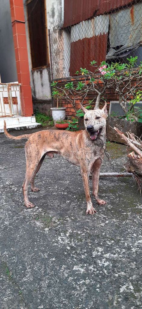 Chó Vện đực 20 tháng. Mua bán Chó tại Huyện Trảng Bom Đồng Nai được đăng bởi Ninh Hoàng hình 1