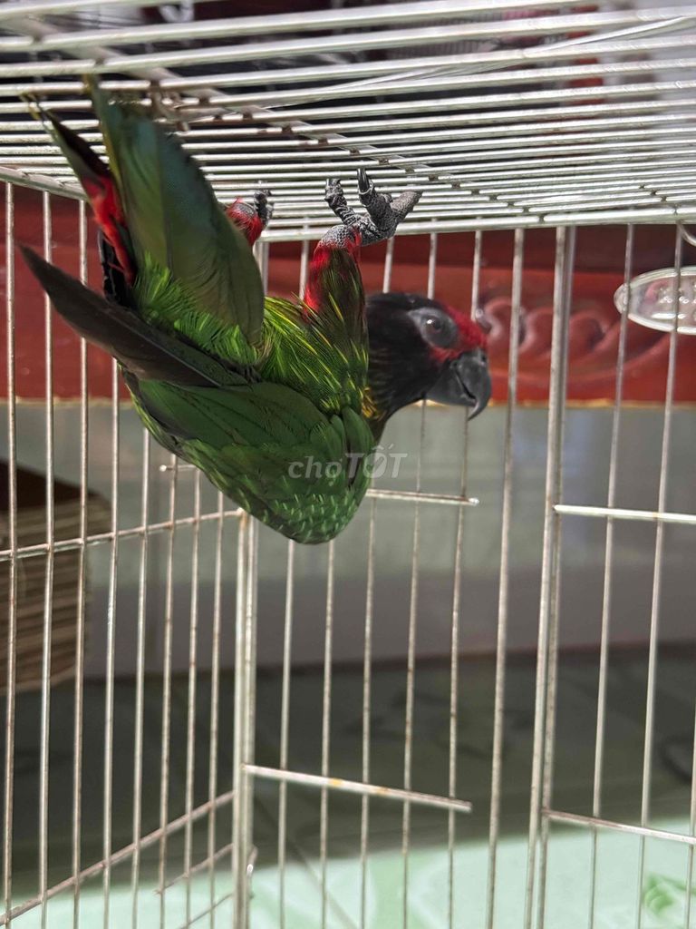 Vẹt Cái Đỏ Đen Xanh lá. Mua bán Chim tại Quận Bình Thuỷ Cần Thơ được đăng bởi Thanh Tâm 1985 hình 1