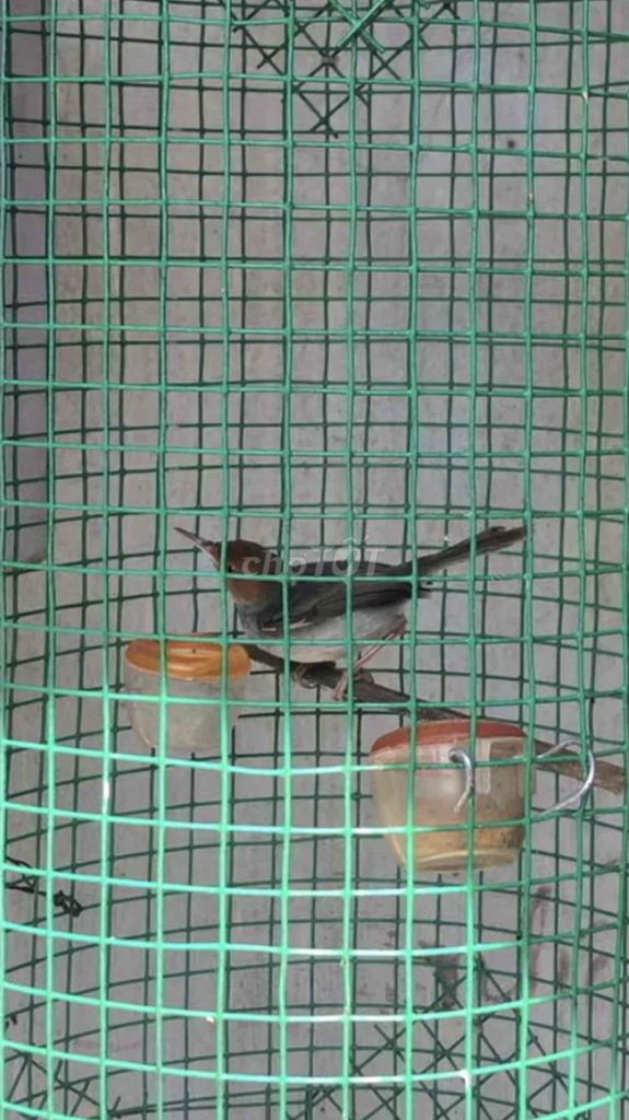 Chim chào mào trống Đỏ cam. Mua bán Chim tại Quận Bình Tân Tp Hồ Chí Minh được đăng bởi Hà Vy hình 1