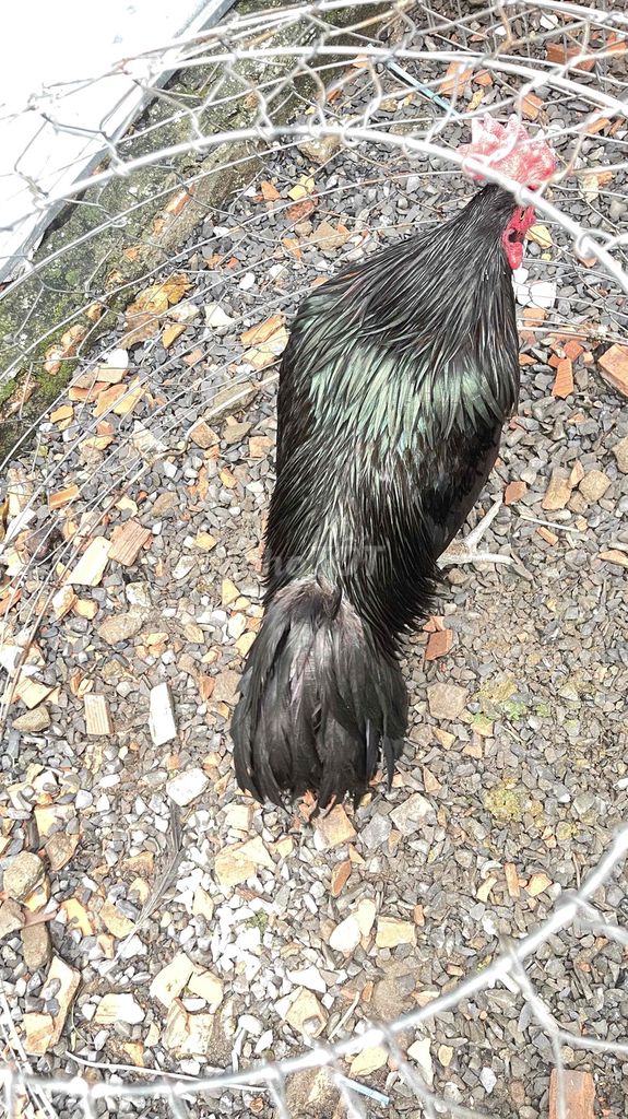 ô 3kg zin chưa qua cựa. 3 móng đen 1 móng trắng. Mua bán Gà tại Thành phố Thủ Đức Tp Hồ Chí Minh được đăng bởi Hậu hình 3