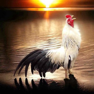 Gà Tre Bắc. Mua bán Gà tại Thành phố Thủ Dầu Một Bình Dương được đăng bởi CậuChủNhỏ