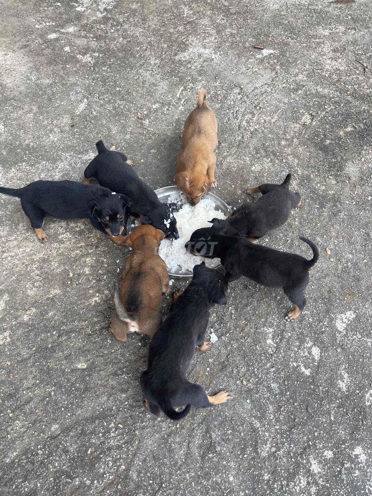 Chó con Đen Nâu. Mua bán Chó tại Quận Liên Chiểu Đà Nẵng được đăng bởi nguyễn thanh hải hình 1