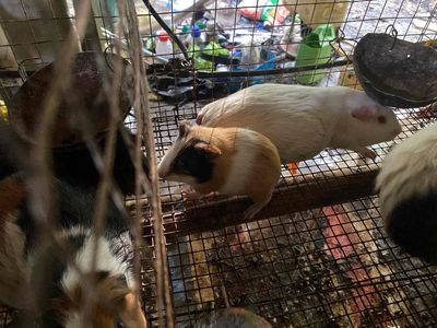 Chuột đủ màu. Mua bán Thú cưng khác tại Quận Bình Thuỷ Cần Thơ được đăng bởi Gà Đá 