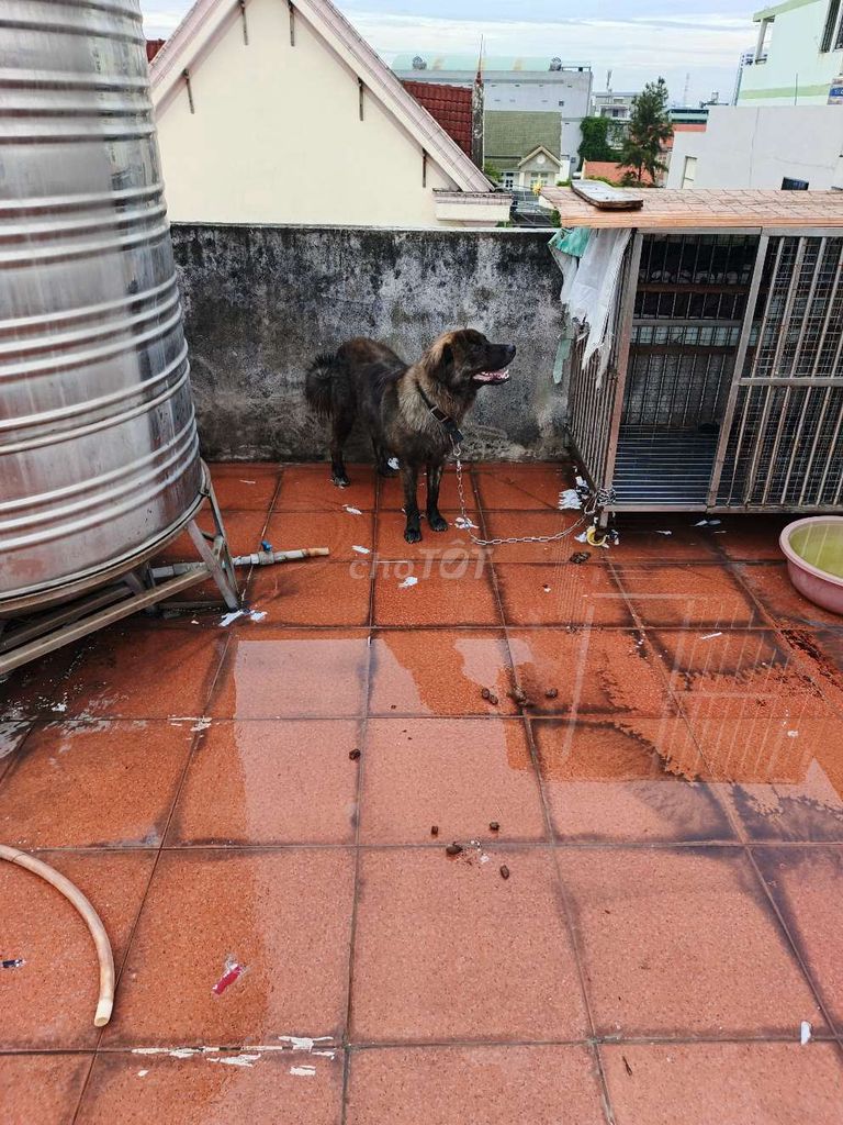 Chó cảnh đực 9 tháng. Mua bán Chó tại Thành phố Thủ Đức Tp Hồ Chí Minh được đăng bởi Huỳnh Bích Châu hình 1