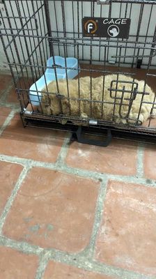 cần tìm nhà mới cho chó. Mua bán Chó tại Huyện Gia Lâm Hà Nội được đăng bởi Trần Nam