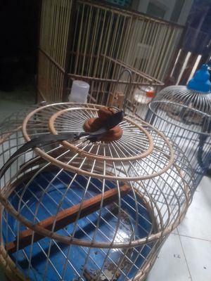 Bán tất 200k. Mua bán Phụ kiện, Thức ăn, Dịch vụ tại Quận Gò Vấp Tp Hồ Chí Minh được đăng bởi Dung Nguyen