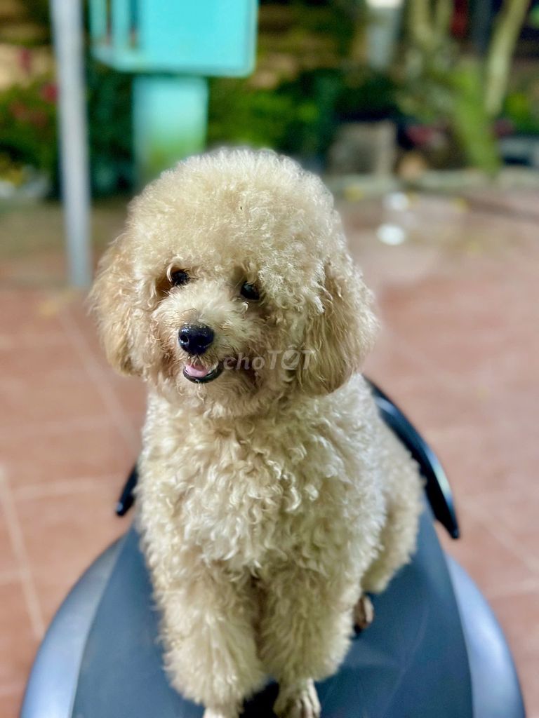 Chó Poodle cái hơn 1 tuổi. Mua bán Chó tại Huyện Hòa Vang Đà Nẵng được đăng bởi Diệu Võ hình 1