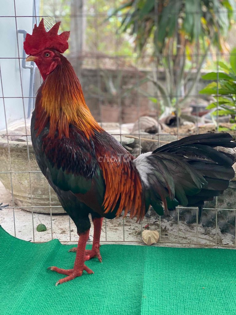 Gà trống 3.1kg. Mua bán Gà tại Huyện Gò Công Tây Tiền Giang được đăng bởi Lâm Phụng Hoàng hình 1