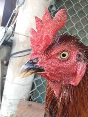 Que 2k8 mong vua. Mua bán Gà tại Huyện Châu Phú An Giang được đăng bởi Nam Phan