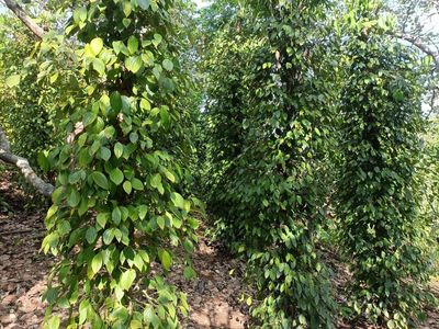 Gia đình cần bán gấp lô đất vườn có căn nhà tại Hưng Lộc – Thống Nhất. Mua bán đất tại Huyện Thống Nhất Đồng Nai được đăng bởi BTrâm