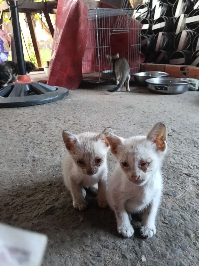 Mèo nhiều màu. Mua bán Mèo tại Huyện Bình Chánh Tp Hồ Chí Minh được đăng bởi trúc Phương  hình 1