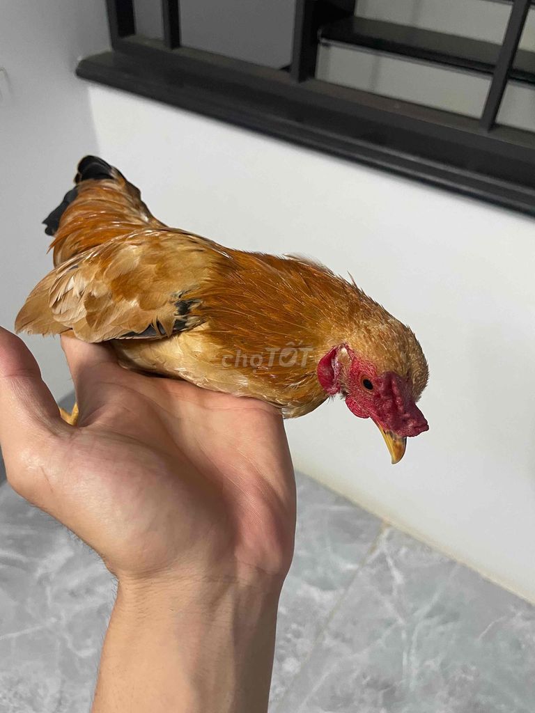 Gà trống 6 tháng 4 lạng. Mua bán Gà tại Huyện Nông Cống Thanh Hóa được đăng bởi Nguyễn hình 1