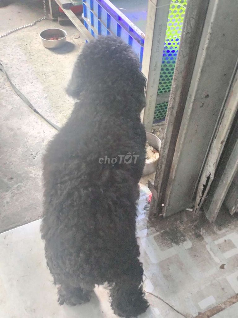 Nhà không có thời gian chăm sóc cần ra đi e cún
