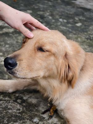 Dịch vụ phối giống chó Golden thuần chủng. Mua bán Phụ kiện, Thức ăn, Dịch vụ tại Thị xã Bến Cát Bình Dương được đăng bởi khánh