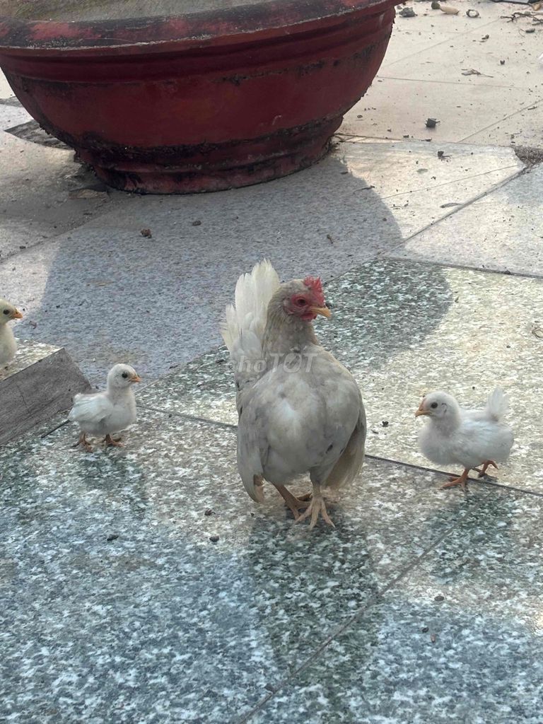 Gà tre Thái 1 tháng tuổi. Mua bán Gà tại Thị xã Cai Lậy Tiền Giang được đăng bởi Đông Nhựt hình 1