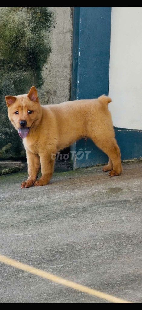 Chó Lưỡi đen đực. Mua bán Chó tại Thành phố Thủ Đức Tp Hồ Chí Minh được đăng bởi cho H mong hình 1