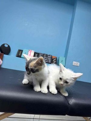 mèo ALD Lai mèo ALN. Mua bán Mèo tại Thị xã Từ Sơn Bắc Ninh được đăng bởi Nguyễn Chính