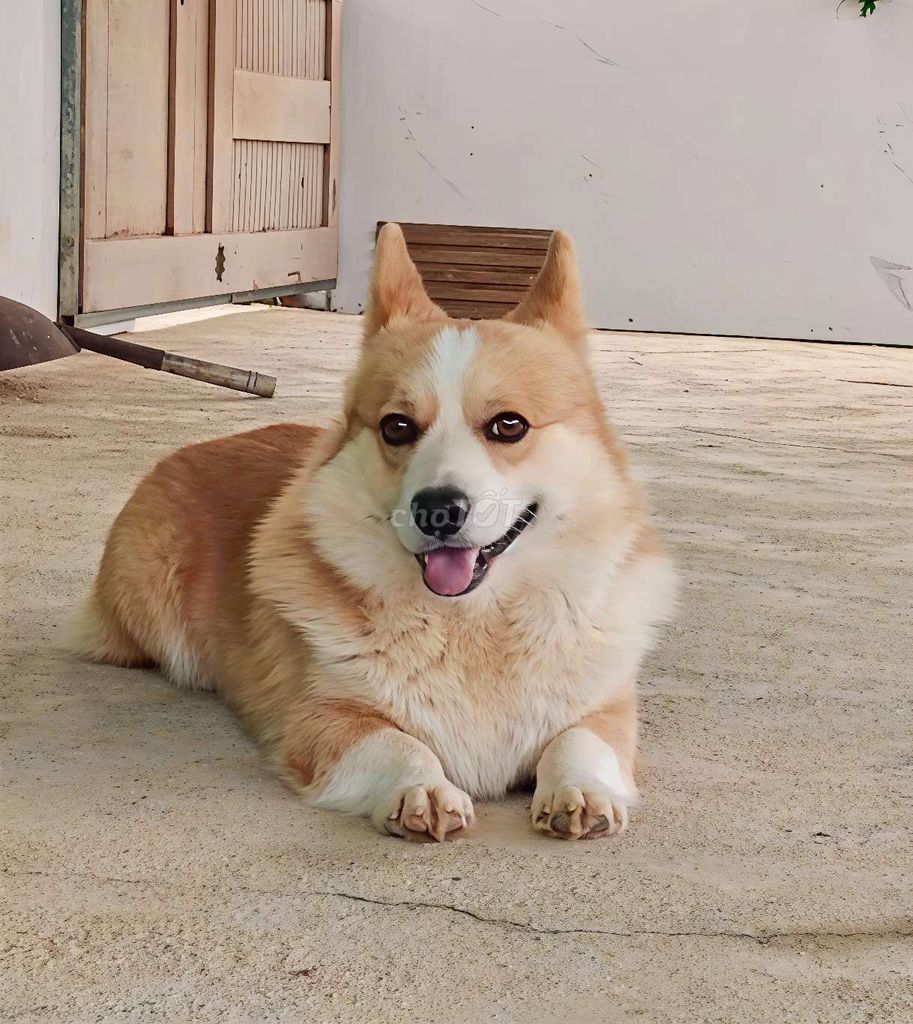 Chó Corgi Vàng trắng sức khỏe tốt. Mua bán Chó tại Thành phố Đà Lạt Lâm Đồng được đăng bởi Nam Nguyễn hình 1
