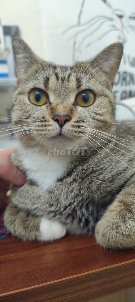 Mèo Tabby 2 tuổi khỏe mạnh. Mua bán Mèo tại Quận Hoàng Mai Hà Nội được đăng bởi Hoàn Nguyễn hình 1