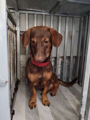 Chó Lạp xưởng đực màu Nâu