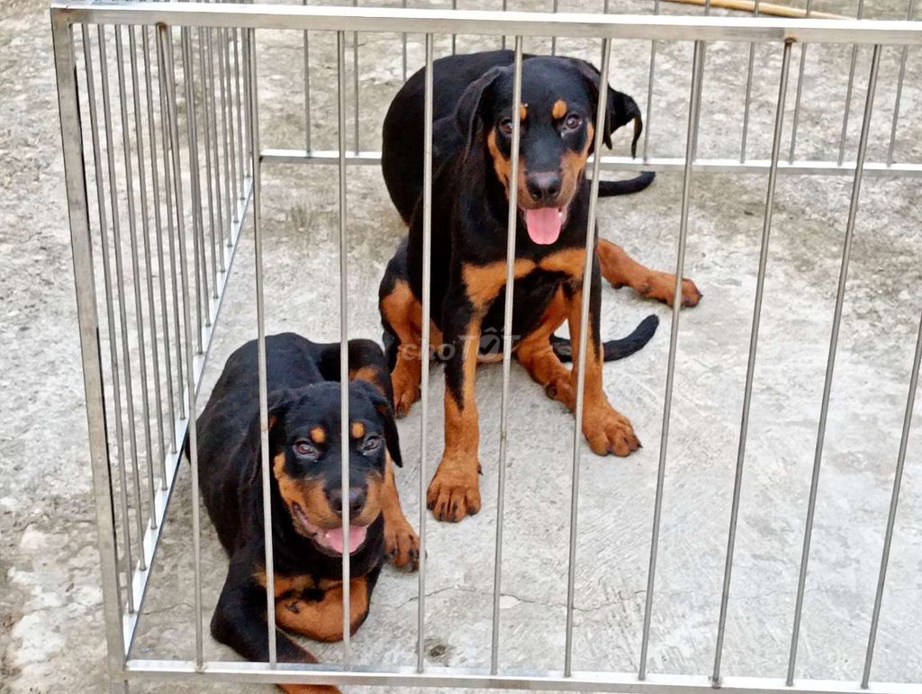 Chó Rottweiler đực cái. Mua bán Chó tại Thành phố Rạch Giá Kiên Giang được đăng bởi Nhân Rottweiler  hình 1