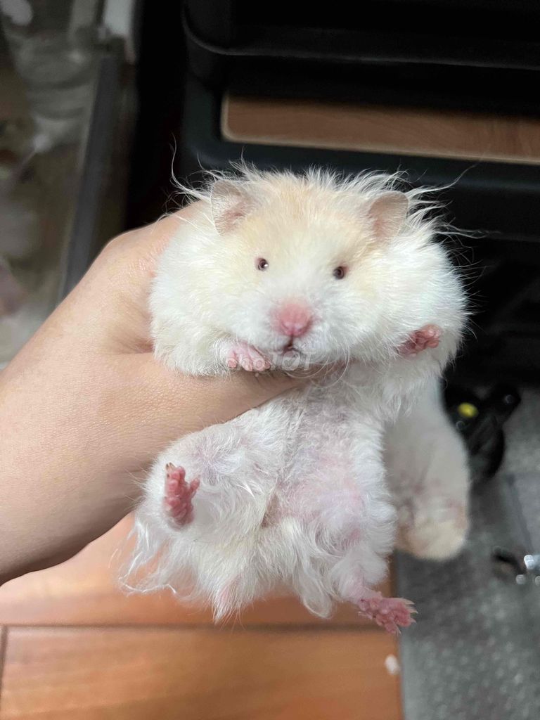 Chuột Hamster Thuần chủng F2. Mua bán Thú cưng khác tại Quận 12 Tp Hồ Chí Minh được đăng bởi Lê Hoài Tuấn hình 1