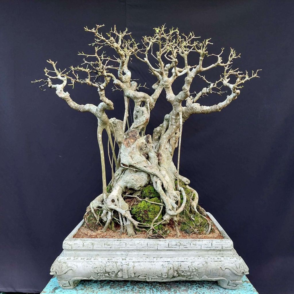 Cây cảnh Bồ đề Bonsai 90cm. Mua bán Cây cảnh, đồ trang trí tại Thành phố Thủ Đức Tp Hồ Chí Minh được đăng bởi Trần Xuân Dương hình 1