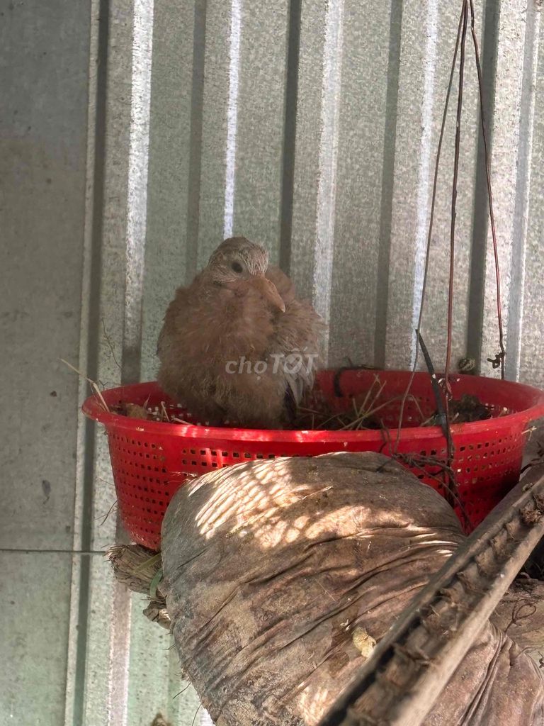 Chim cu gáy thái. Mua bán Chim tại Huyện Phong Điền Cần Thơ được đăng bởi Ha hình 1