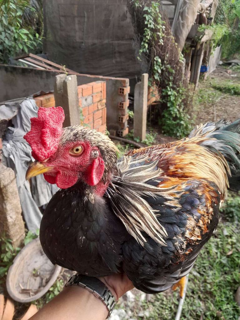 Gà trống Đa sắc Khỏe mạnh. Mua bán Gà tại Thị xã Tân Châu An Giang được đăng bởi Thangkoj Phan hình 1