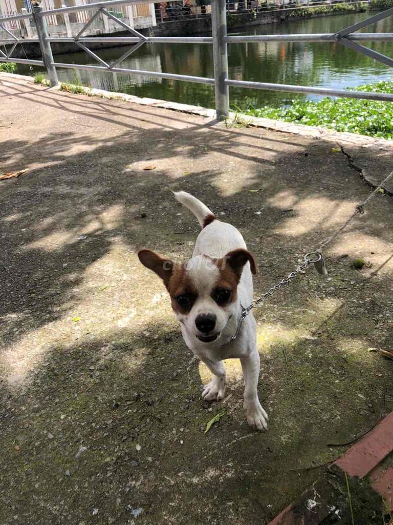 Chó con Trắng Nâu đã tiêm. Mua bán Chó tại Huyện Nam Trực Nam Định được đăng bởi Quân Nhất hình 1