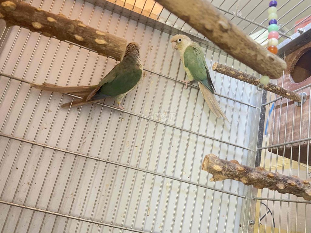 Chim Green Cheek blue pina. Mua bán Chim tại Quận 3 Tp Hồ Chí Minh được đăng bởi  Hiếu Cake hình 1