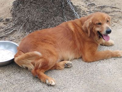 SG.Golden Đực.Thuần..