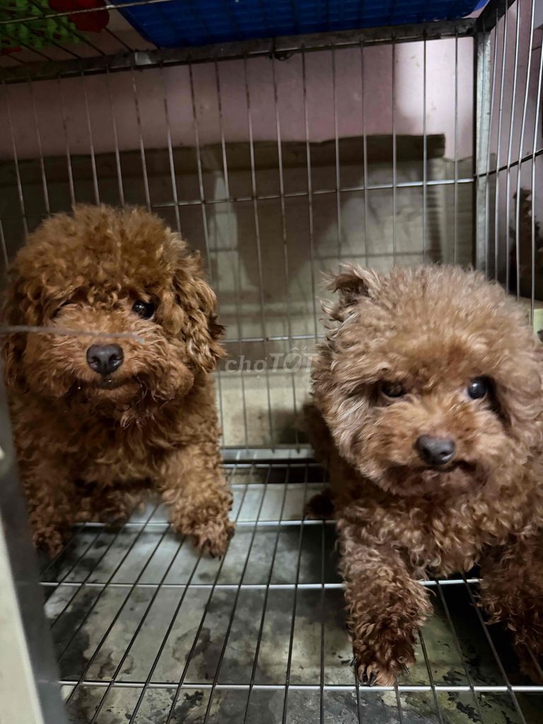 Chó Poodle cái 1.5 tuổi. Mua bán Chó tại Quận Ba Đình Hà Nội được đăng bởi Dương Minh Hằng hình 1