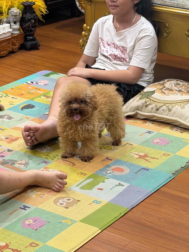 Chó Poodle Tiny Nâu 1.6kg. Mua bán Chó tại Quận 12 Tp Hồ Chí Minh được đăng bởi Trương Hồng hình 1
